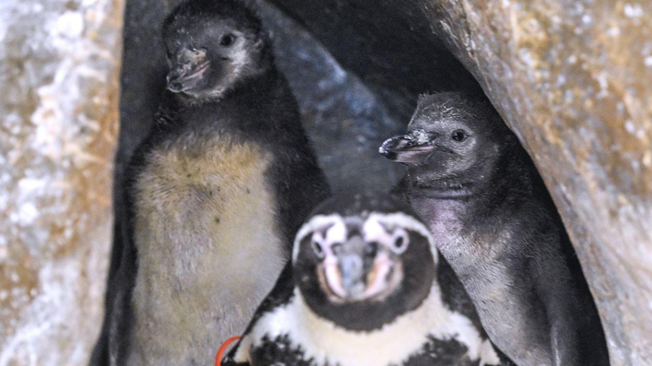 Byculla zoo celebrates arrival of three new penguin; population tally to 21 Byculla zoo celebrates arrival of three new penguin; population tally to 21